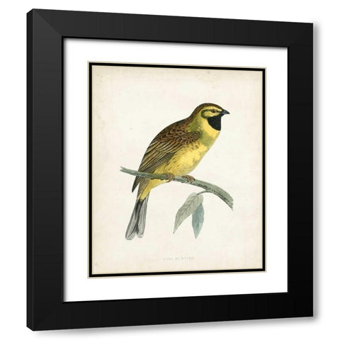 Morris Cirl Bunting Black Modern Wood Framed Art Print with Double Matting by Morris