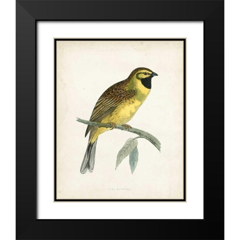 Morris Cirl Bunting Black Modern Wood Framed Art Print with Double Matting by Morris