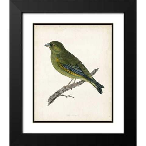 Morris Greenfinch Black Modern Wood Framed Art Print with Double Matting by Morris