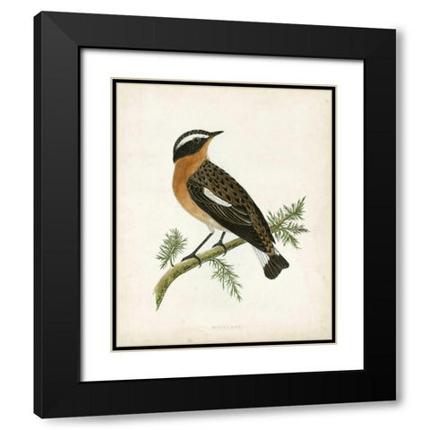 Morris Whinchat Black Modern Wood Framed Art Print with Double Matting by Morris