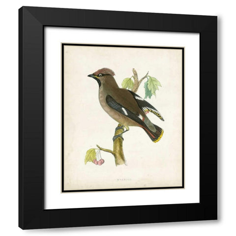 Morris Waxwing Black Modern Wood Framed Art Print with Double Matting by Morris