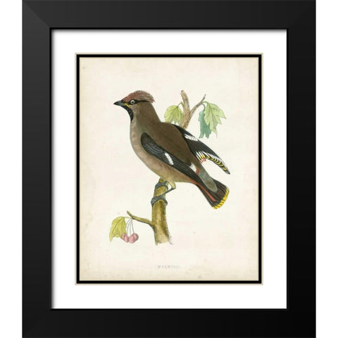 Morris Waxwing Black Modern Wood Framed Art Print with Double Matting by Morris