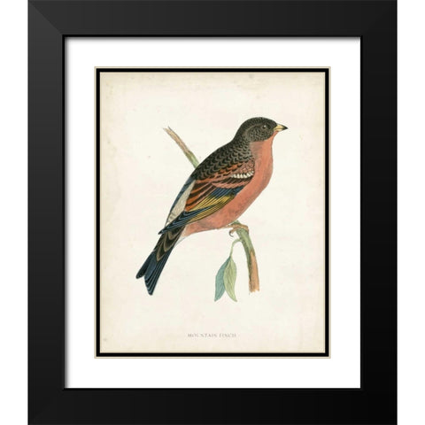 Morris Mountain Finch Black Modern Wood Framed Art Print with Double Matting by Morris