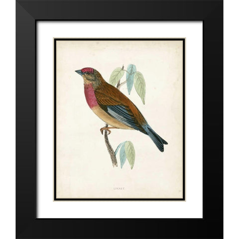 Morris Linnet Black Modern Wood Framed Art Print with Double Matting by Morris