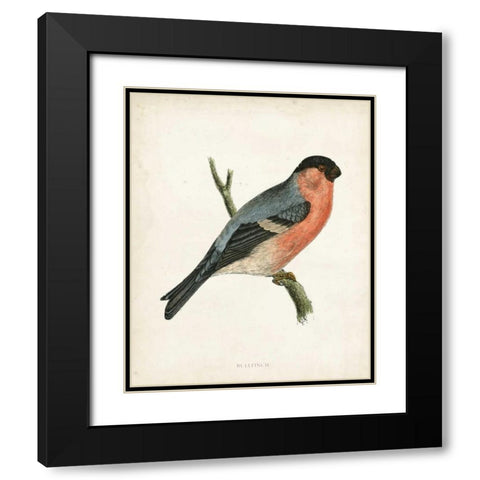 Morris Bullfinch Black Modern Wood Framed Art Print with Double Matting by Morris
