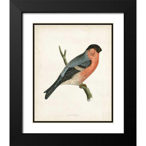 Morris Bullfinch Black Modern Wood Framed Art Print with Double Matting by Morris