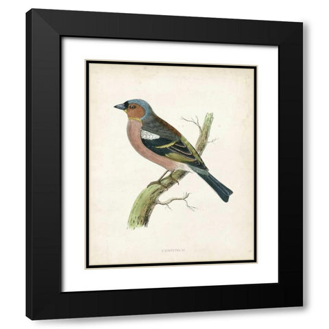 Morris Chaffinch Black Modern Wood Framed Art Print with Double Matting by Morris