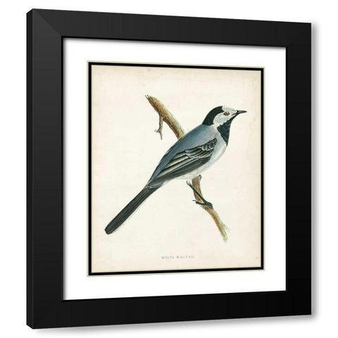Morris White Wagtail Black Modern Wood Framed Art Print with Double Matting by Morris