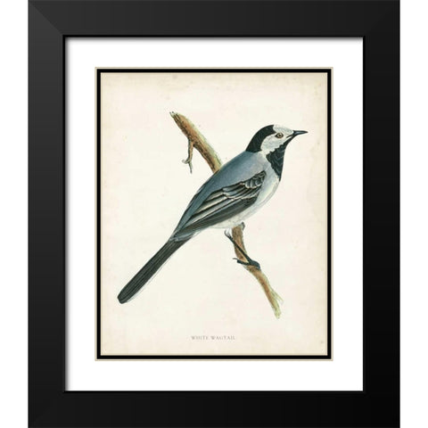 Morris White Wagtail Black Modern Wood Framed Art Print with Double Matting by Morris