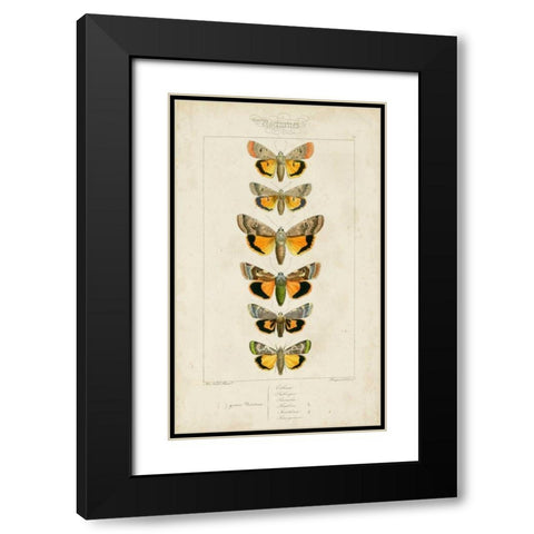 Pauquet Butterflies I Black Modern Wood Framed Art Print with Double Matting by Pauquet