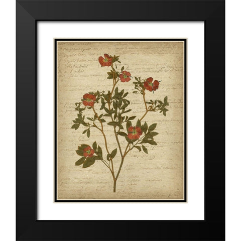 Romantic Pressed Flowers I Black Modern Wood Framed Art Print with Double Matting by Goldberger, Jennifer