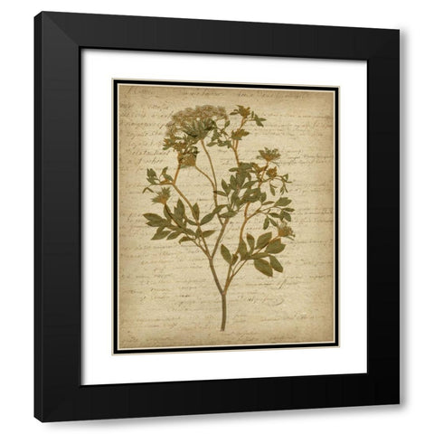 Romantic Pressed Flowers IV Black Modern Wood Framed Art Print with Double Matting by Goldberger, Jennifer