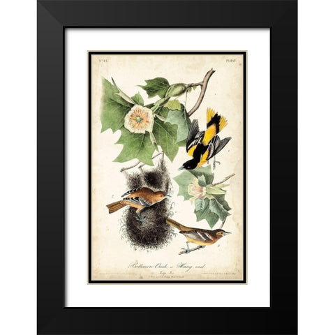 UA CH Baltimore Oriole Black Modern Wood Framed Art Print with Double Matting by Audubon, John James