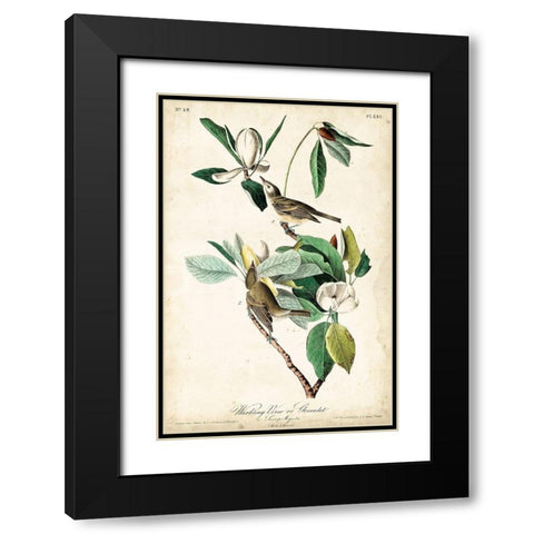 UA CH Warbling Vireo Black Modern Wood Framed Art Print with Double Matting by Audubon, John James
