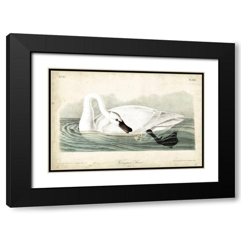 Trumpeter Swan I Black Modern Wood Framed Art Print with Double Matting by Audubon, John James
