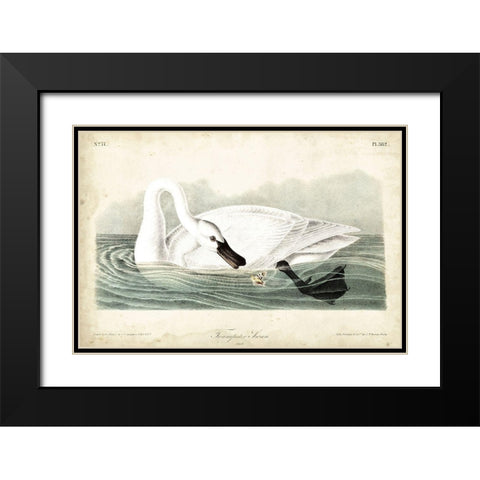 Trumpeter Swan I Black Modern Wood Framed Art Print with Double Matting by Audubon, John James