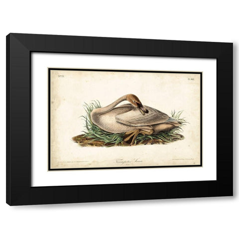 Trumpeter Swan II Black Modern Wood Framed Art Print with Double Matting by Audubon, John James