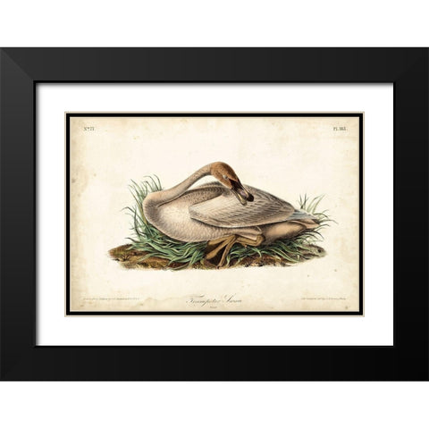 Trumpeter Swan II Black Modern Wood Framed Art Print with Double Matting by Audubon, John James