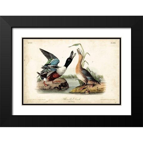 Audubon Ducks I Black Modern Wood Framed Art Print with Double Matting by Audubon, John James