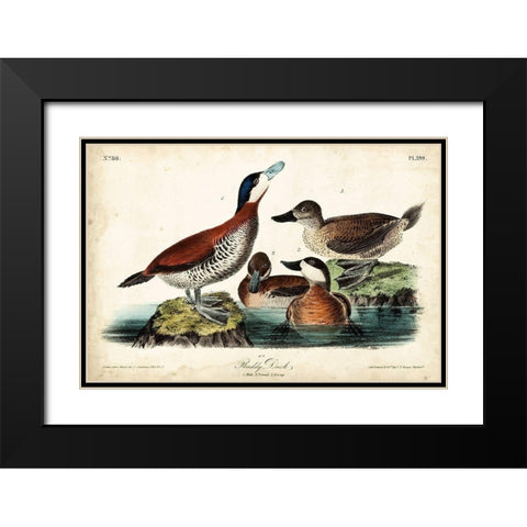 Audubon Ducks II Black Modern Wood Framed Art Print with Double Matting by Audubon, John James