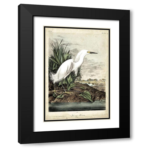 Snowy Heron Black Modern Wood Framed Art Print with Double Matting by Audubon, John James