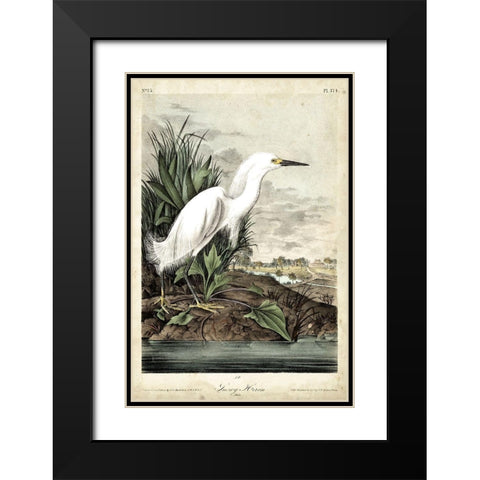 Snowy Heron Black Modern Wood Framed Art Print with Double Matting by Audubon, John James