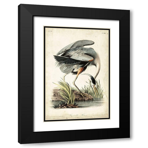 Great Blue Heron Black Modern Wood Framed Art Print with Double Matting by Audubon, John James