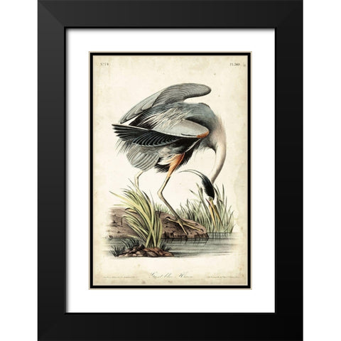 Great Blue Heron Black Modern Wood Framed Art Print with Double Matting by Audubon, John James