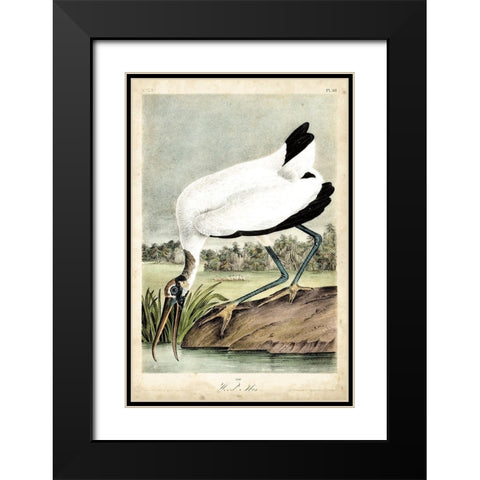 Coral Beauties IV Black Modern Wood Framed Art Print with Double Matting by Van Houtteano, Horto