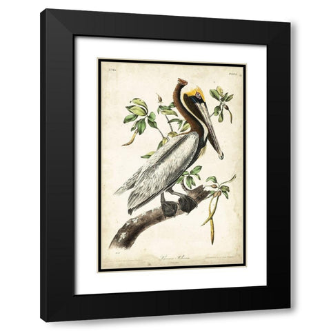 Brown Pelican Black Modern Wood Framed Art Print with Double Matting by Audubon, John James