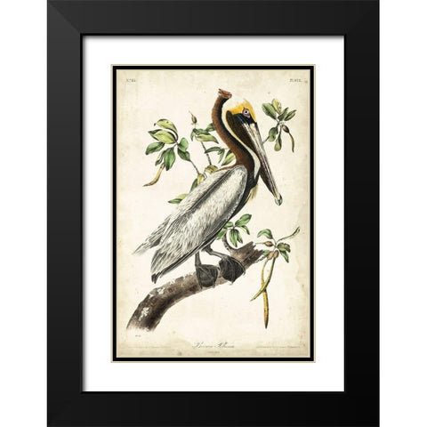 Brown Pelican Black Modern Wood Framed Art Print with Double Matting by Audubon, John James
