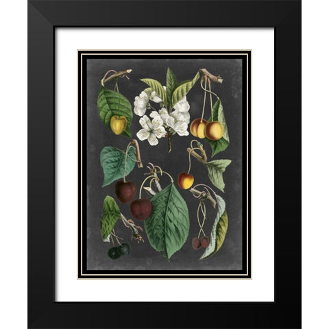 Orchard Varieties II Black Modern Wood Framed Art Print with Double Matting by Vision Studio