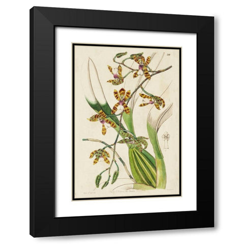 Spring Orchid II Black Modern Wood Framed Art Print with Double Matting by Ridgeway