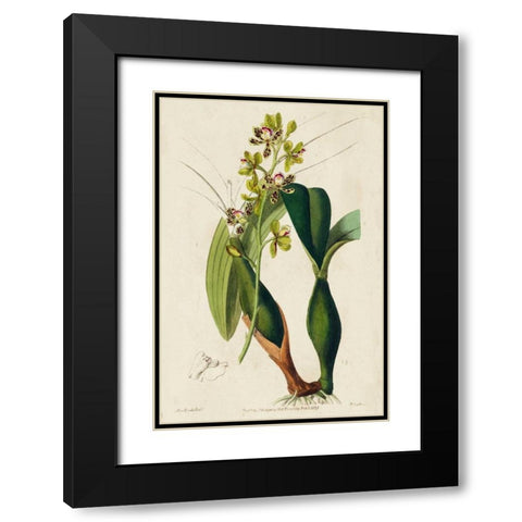 Spring Orchid III Black Modern Wood Framed Art Print with Double Matting by Ridgeway