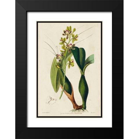 Spring Orchid III Black Modern Wood Framed Art Print with Double Matting by Ridgeway