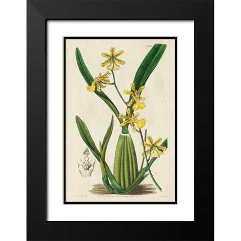 Spring Orchid IV Black Modern Wood Framed Art Print with Double Matting by Ridgeway