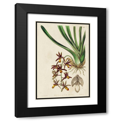 Spring Orchid V Black Modern Wood Framed Art Print with Double Matting by Ridgeway
