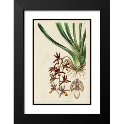 Spring Orchid V Black Modern Wood Framed Art Print with Double Matting by Ridgeway