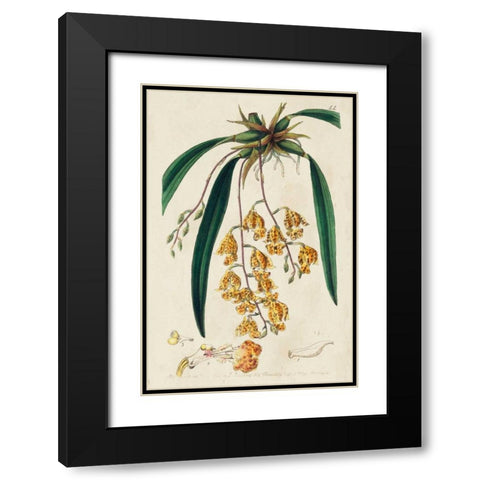 Spring Orchid VI Black Modern Wood Framed Art Print with Double Matting by Ridgeway