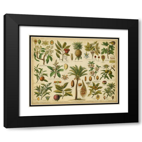 Classification of Tropical Plants Black Modern Wood Framed Art Print with Double Matting by Vision Studio