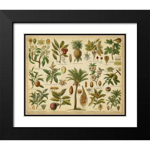 Classification of Tropical Plants Black Modern Wood Framed Art Print with Double Matting by Vision Studio