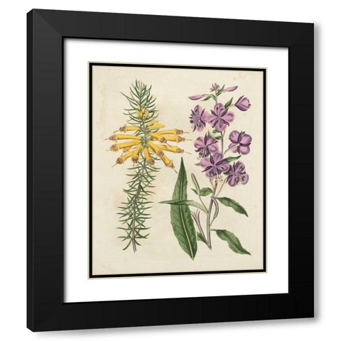 Garden Pairings I Black Modern Wood Framed Art Print with Double Matting by Edwards, Sydenham