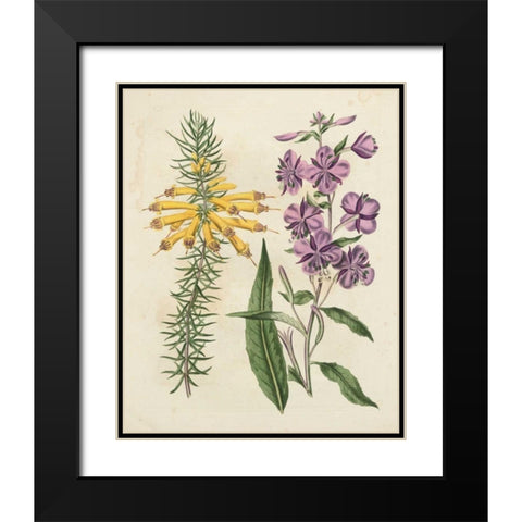 Garden Pairings I Black Modern Wood Framed Art Print with Double Matting by Edwards, Sydenham