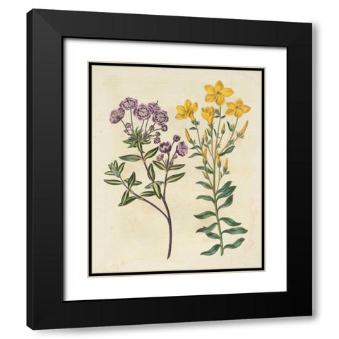 Garden Pairings II Black Modern Wood Framed Art Print with Double Matting by Edwards, Sydenham