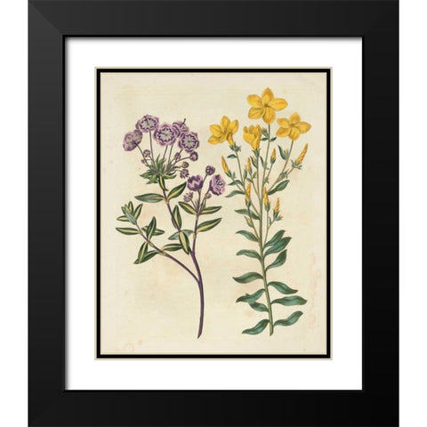 Garden Pairings II Black Modern Wood Framed Art Print with Double Matting by Edwards, Sydenham