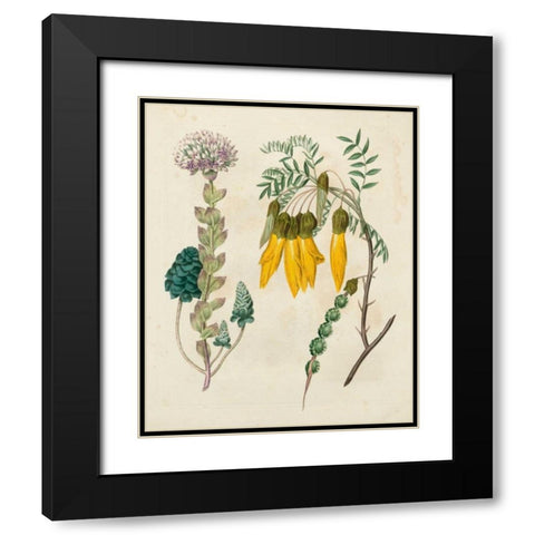 Garden Pairings IV Black Modern Wood Framed Art Print with Double Matting by Edwards, Sydenham
