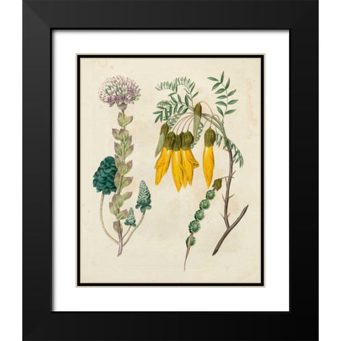Garden Pairings IV Black Modern Wood Framed Art Print with Double Matting by Edwards, Sydenham