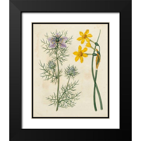 Garden Pairings VI Black Modern Wood Framed Art Print with Double Matting by Edwards, Sydenham