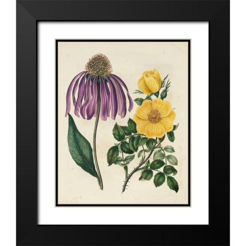Garden Pairings VII Black Modern Wood Framed Art Print with Double Matting by Edwards, Sydenham
