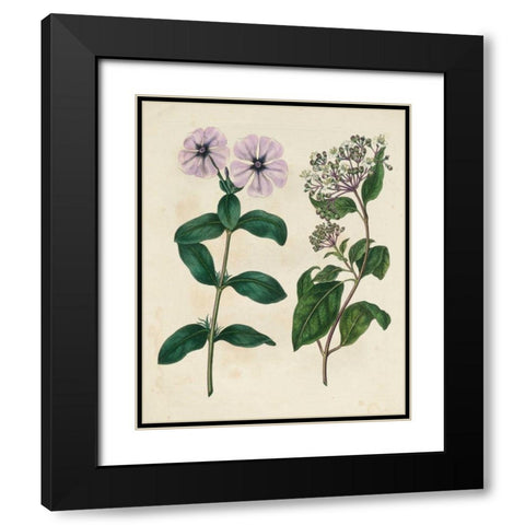 Garden Pairings VIII Black Modern Wood Framed Art Print with Double Matting by Edwards, Sydenham